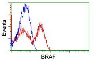 BRAF Antibody in Flow Cytometry (Flow)