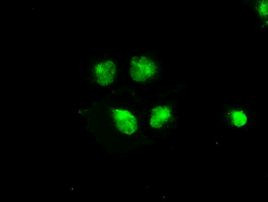 BRAF Antibody in Immunocytochemistry (ICC/IF)