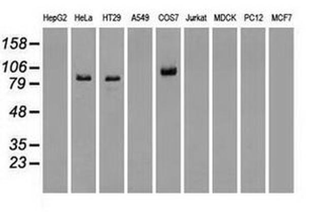 BRAF Antibody in Western Blot (WB)