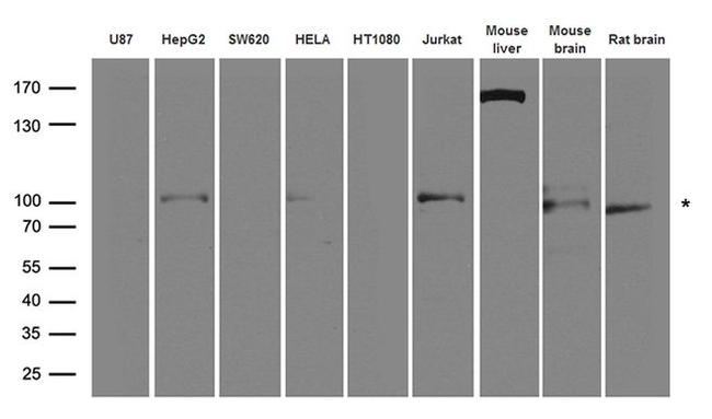 BRAF Antibody in Western Blot (WB)