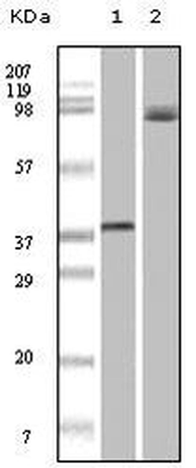 B-Raf Antibody in Western Blot (WB)