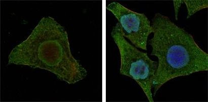 B-Raf Antibody in Immunocytochemistry (ICC/IF)