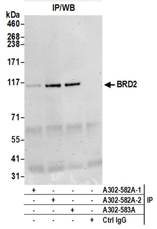 BRD2 Antibody in Western Blot (WB)