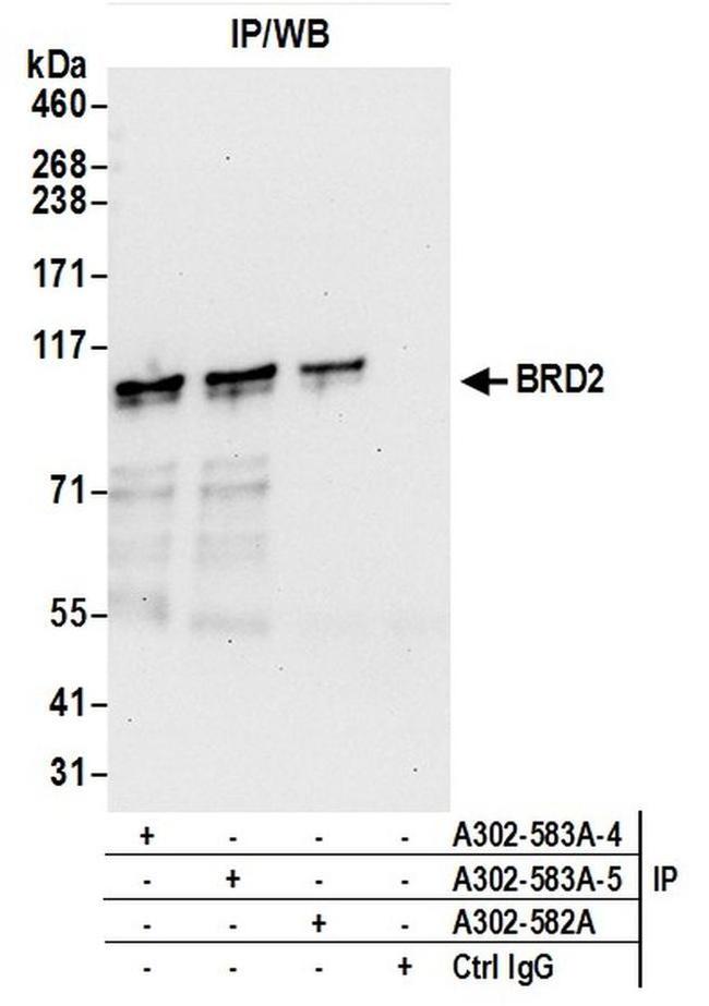 BRD2 Antibody in Western Blot (WB)