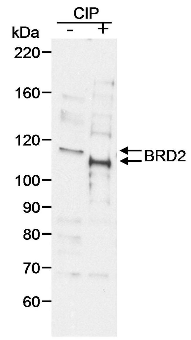 BRD2 Antibody in Western Blot (WB)