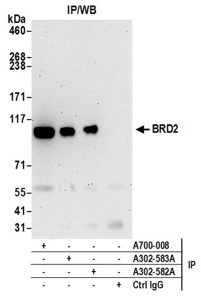 BRD2 Antibody in Western Blot (WB)