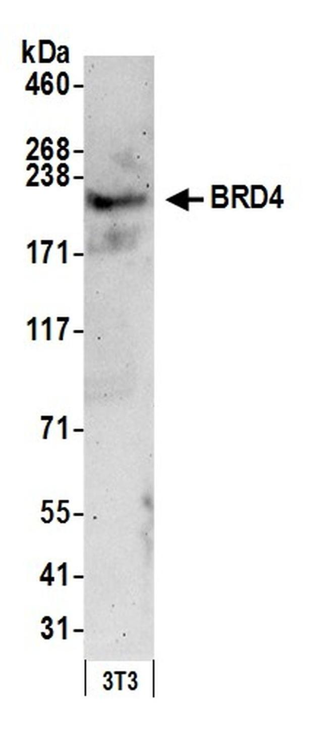 BRD4 Antibody in Western Blot (WB)