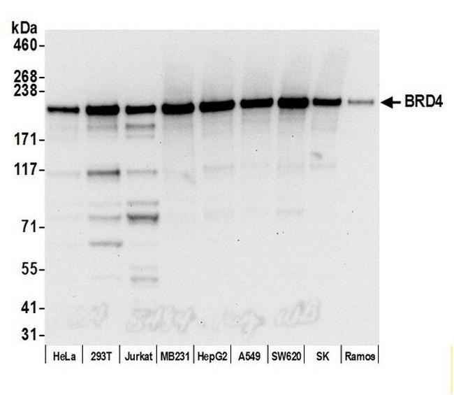 BRD4 Antibody in Western Blot (WB)