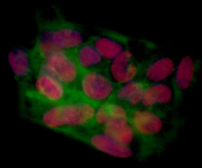 BRD4 Antibody in Immunocytochemistry (ICC/IF)