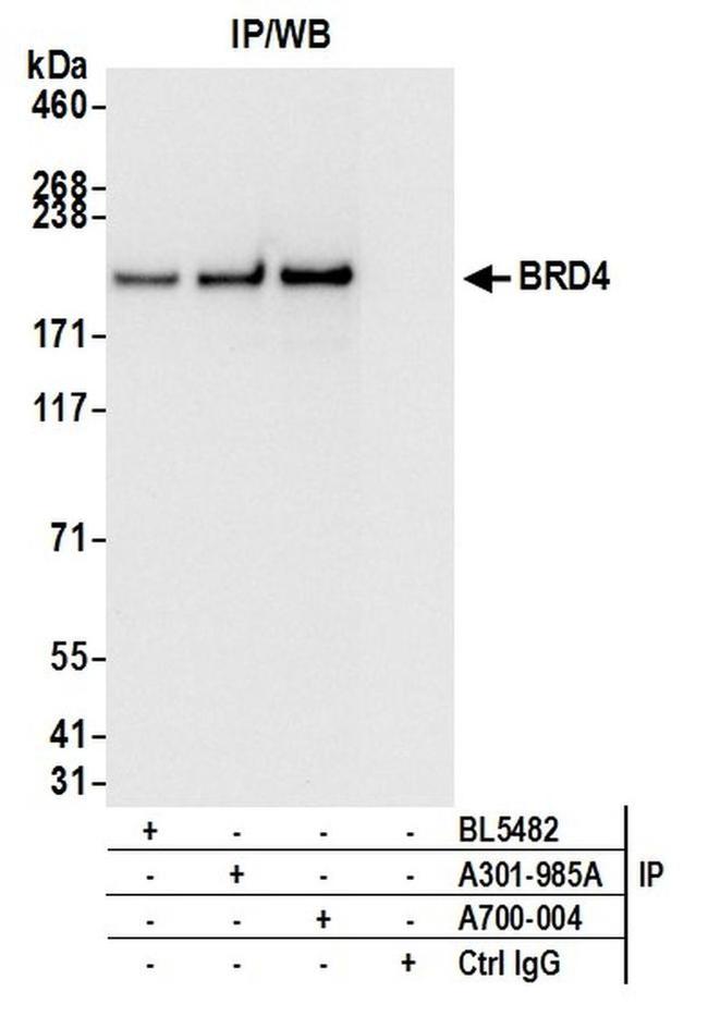 BRD4 Antibody in Western Blot (WB)