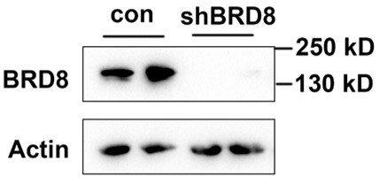 BRD8 Antibody