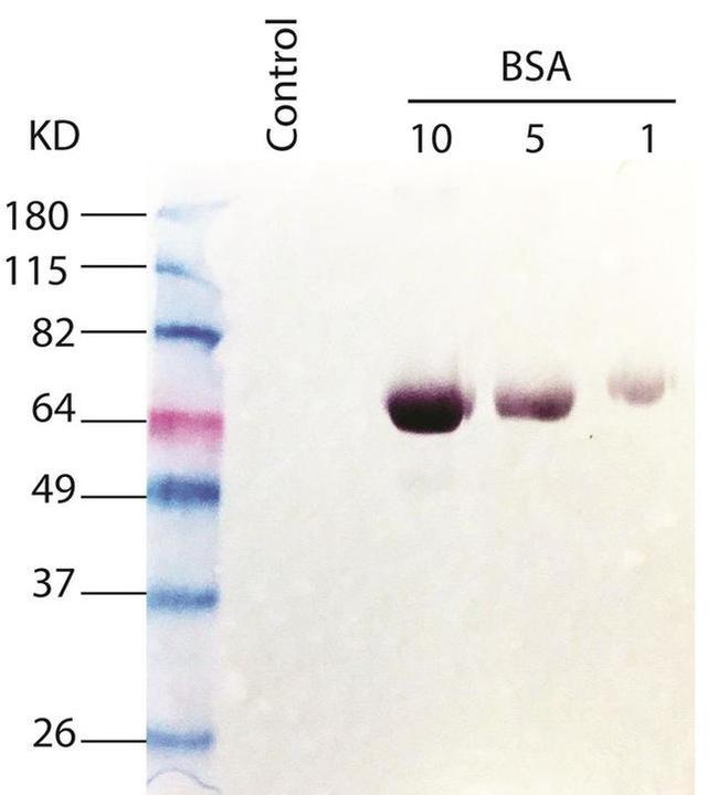 Bovine Serum Albumin Antibody in Western Blot (WB)