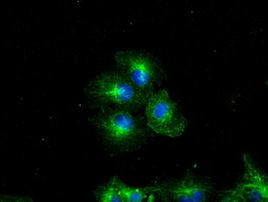 BSG Antibody in Immunocytochemistry (ICC/IF)