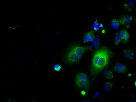 BSG Antibody in Immunocytochemistry (ICC/IF)