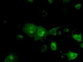 BSG Antibody in Immunocytochemistry (ICC/IF)