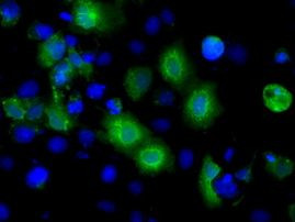 BSG Antibody in Immunocytochemistry (ICC/IF)