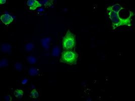 BSG Antibody in Immunocytochemistry (ICC/IF)