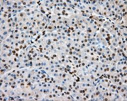 BSG Antibody in Immunohistochemistry (Paraffin) (IHC (P))