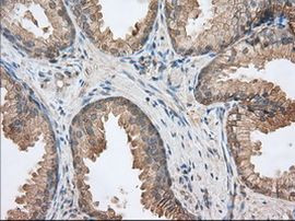 BSG Antibody in Immunohistochemistry (Paraffin) (IHC (P))