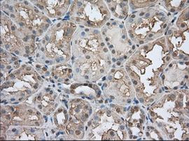 BSG Antibody in Immunohistochemistry (Paraffin) (IHC (P))