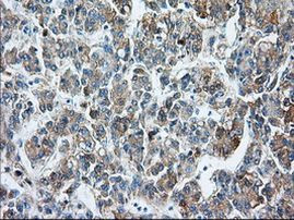 BSG Antibody in Immunohistochemistry (Paraffin) (IHC (P))