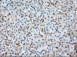 BSG Antibody in Immunohistochemistry (Paraffin) (IHC (P))