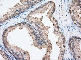 BSG Antibody in Immunohistochemistry (Paraffin) (IHC (P))