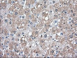 BSG Antibody in Immunohistochemistry (Paraffin) (IHC (P))