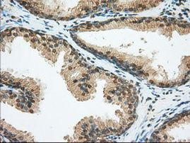 BSG Antibody in Immunohistochemistry (Paraffin) (IHC (P))