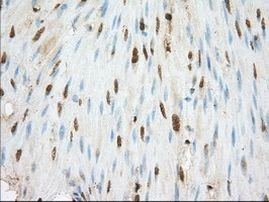 BSG Antibody in Immunohistochemistry (Paraffin) (IHC (P))