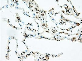 BSG Antibody in Immunohistochemistry (Paraffin) (IHC (P))