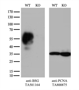 BSG Antibody