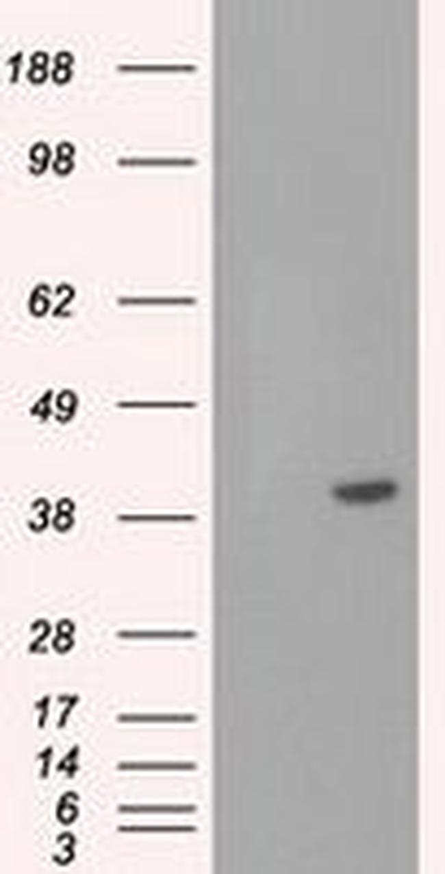 BSG Antibody in Western Blot (WB)