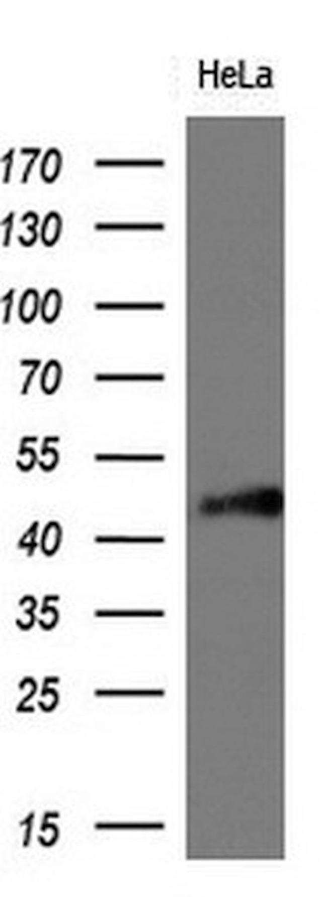 BSG Antibody in Western Blot (WB)