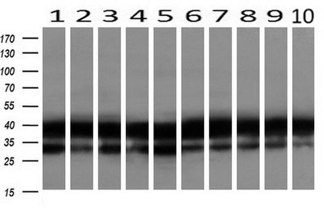 BSG Antibody in Western Blot (WB)