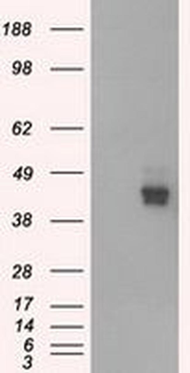 BSG Antibody in Western Blot (WB)