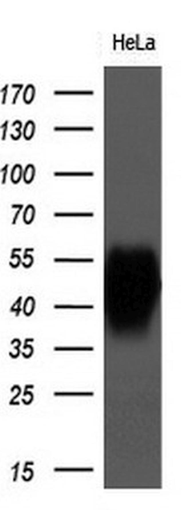 BSG Antibody in Western Blot (WB)