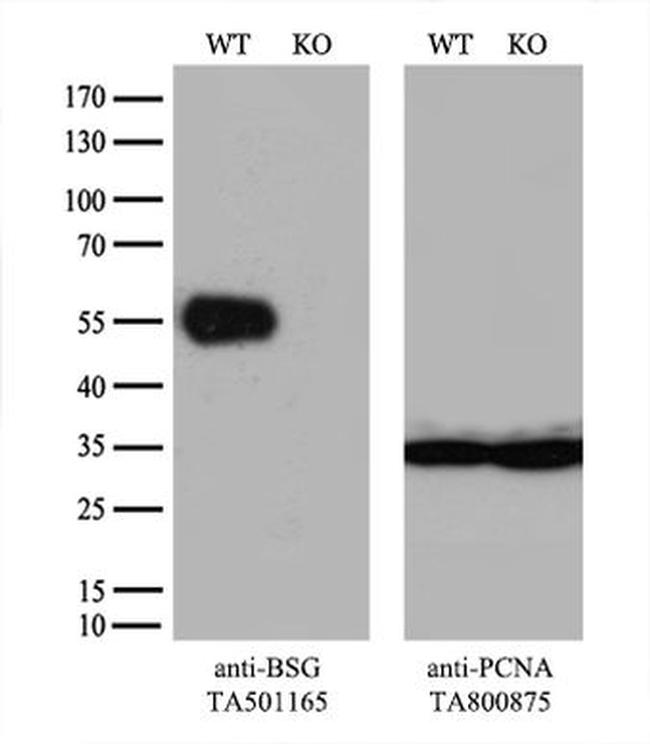 BSG Antibody in Western Blot (WB)