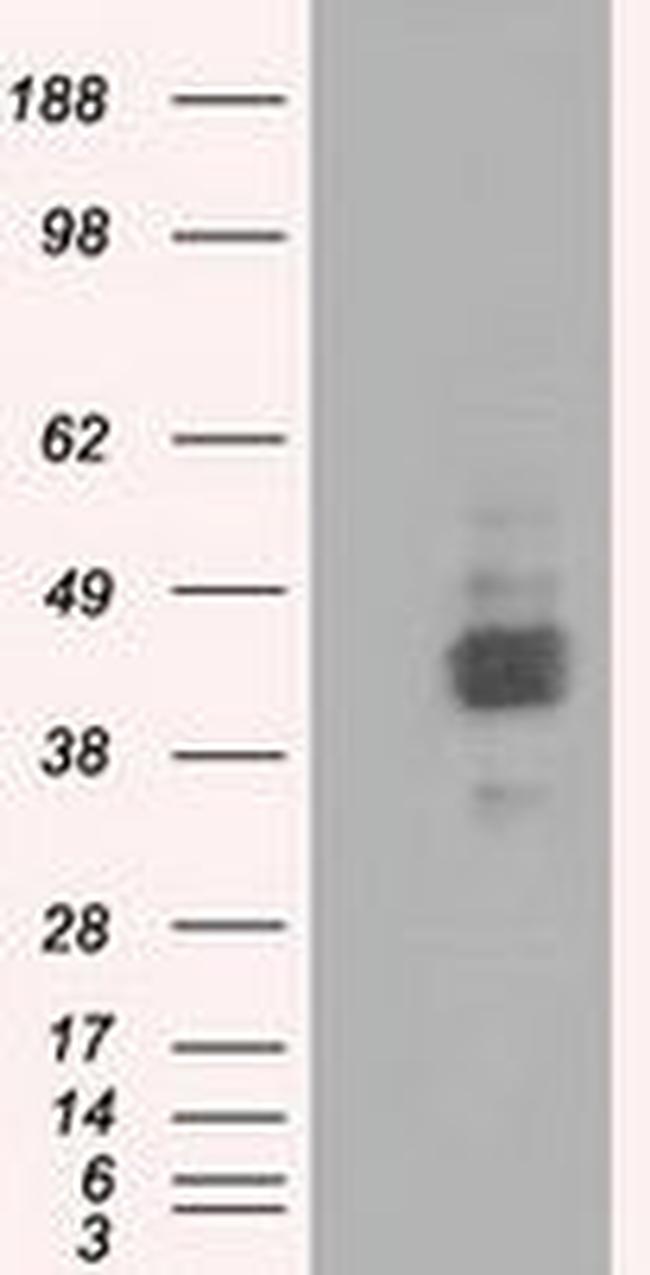 BSG Antibody in Western Blot (WB)