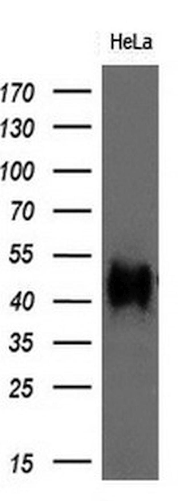 BSG Antibody in Western Blot (WB)