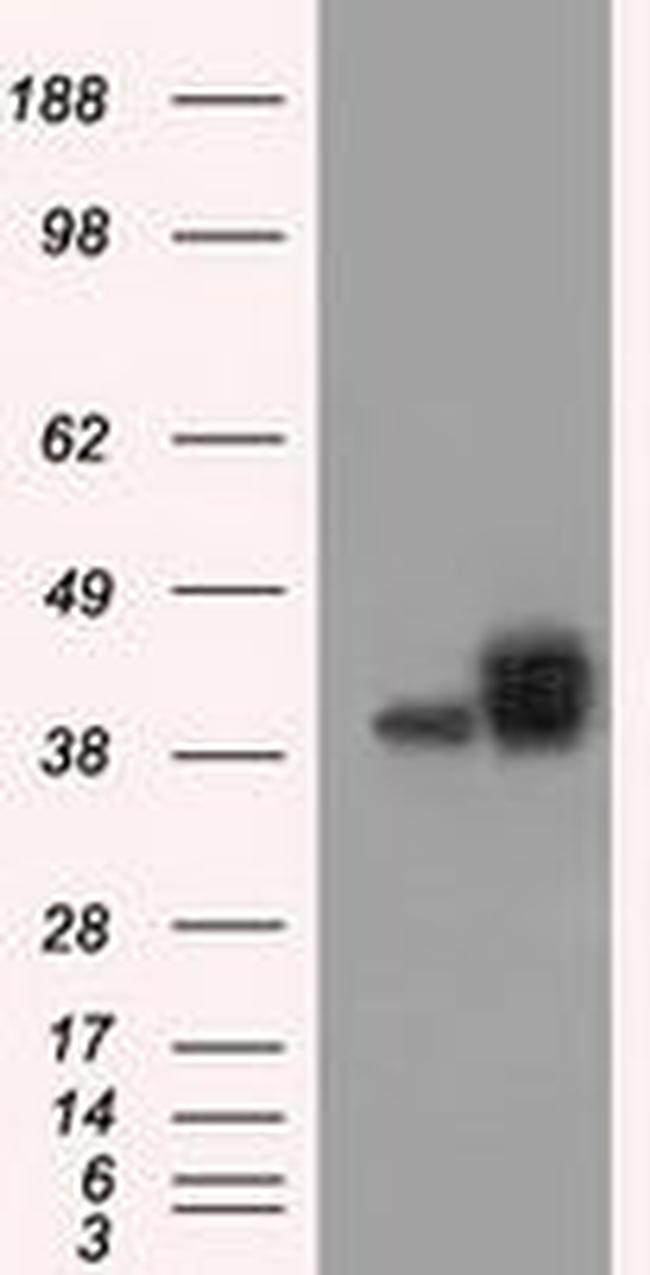 BSG Antibody in Western Blot (WB)