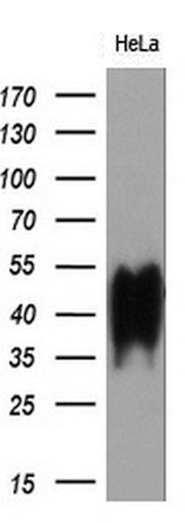 BSG Antibody in Western Blot (WB)