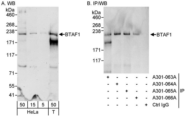 BTAF1 Antibody in Western Blot (WB)