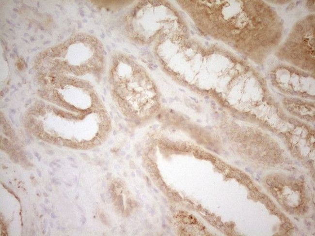 BTG1 Antibody in Immunohistochemistry (Paraffin) (IHC (P))