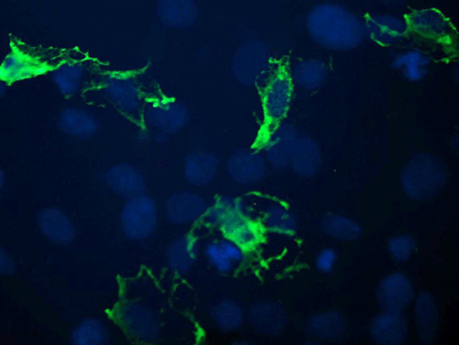 BTLA Antibody in Immunocytochemistry (ICC/IF)