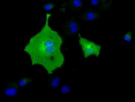 BTN1A1 Antibody in Immunocytochemistry (ICC/IF)