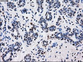 BTN3A2 Antibody in Immunohistochemistry (Paraffin) (IHC (P))