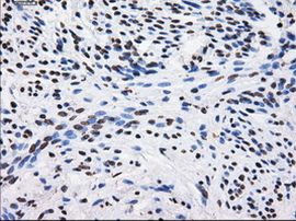 BTN3A2 Antibody in Immunohistochemistry (Paraffin) (IHC (P))