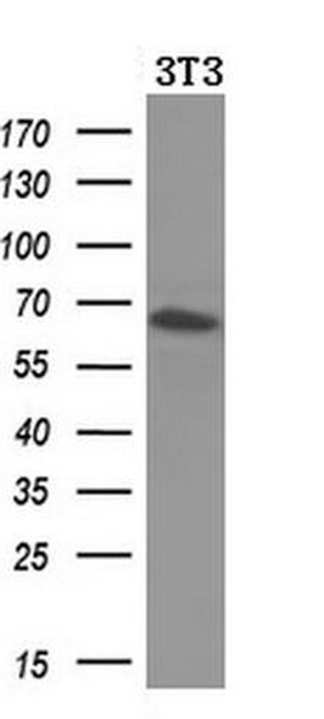 BTRC Antibody in Western Blot (WB)