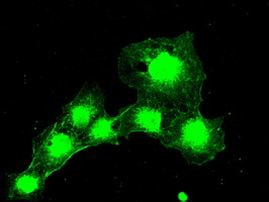 BUB1B Antibody in Immunocytochemistry (ICC/IF)